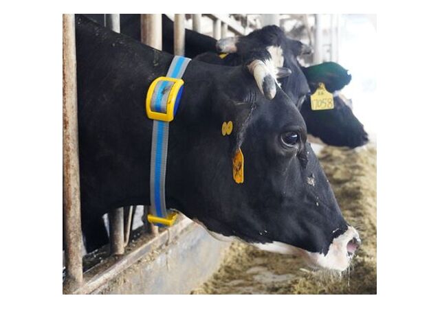 Kaelarihm-nutiandur Bree, Sveaverken